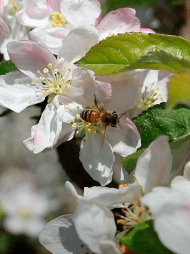 La biodiversidad  en los cultivos